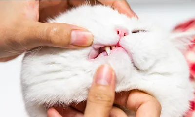 Резорбция зубов у кошек. – Мысль, исполняющая пируэт