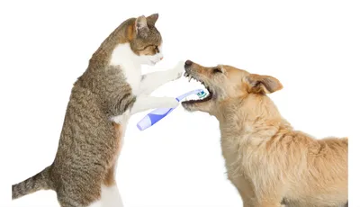 Когда у котят меняются зубы: симптомы и как помочь животному | Royal Canin  UA