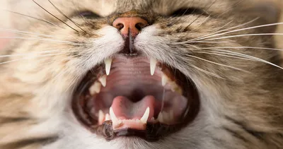 Когда у кошек меняются зубы - dogcatfan.com