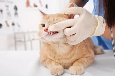 У кошки болят зубы - что делать? | Сеть ветеринарных клиник «Ветус»