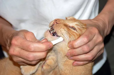Резорбтивное поражение зубов у кошек.