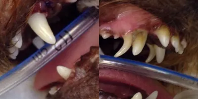 Здоровые зубы у кошки - картинки и фото koshka.top