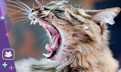 Счастливые зубы у кота» — создано в Шедевруме