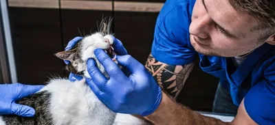 Смена зубов у котят: когда у котят меняются зубы, уход за малышом,  возможные осложнения