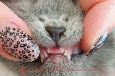 Резорбция зубов у кошек - Ветеринарная клиника Зооцентр на Садовой