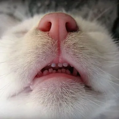 Профессиональный ветеринар, осматривающий зубы кошки в клинике У кота  больные зубы Стоковое Фото - изображение насчитывающей рассмотрение, имеет:  151353730