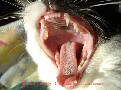 Молочные зубы у кошек: когда у котят появляются зубы